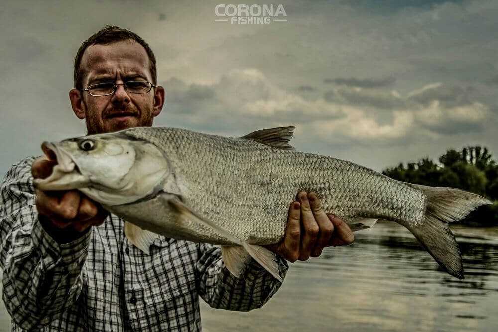 łowienie boleni z toni
